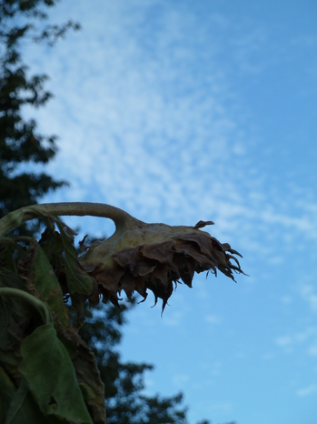 L1000358.JPG